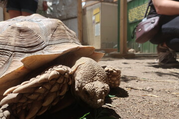 Close up tortoise head