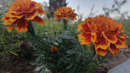 Orange Marigold flowers in the garden beautytull flowers represent in nature