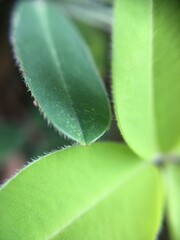 Folhas com diferentes tonalidades de verde, foco central. Bom para plano de fundo.