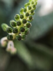 Sementes em bolinhas de suculenta
