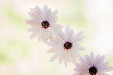 Three Pink Daisies on light green dreamy background. Vintage Concept for Macrophotography.