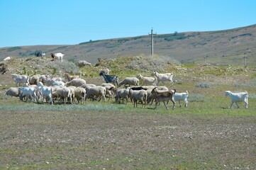 A grazing herd of goats and sheep on a hill.