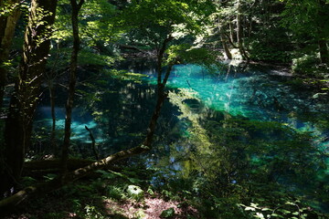 青池　世界遺産　青森　秘境　白神山地　日本