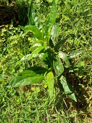 Close up green Andrographis paniculata (creat, sambiloto, green chireta) in the nature.  It is an annual herbaceous plant in the family Acanthaceae. Herbs medicine with bitter taste.