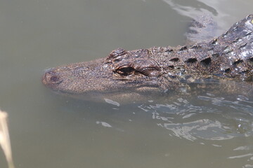 Alligator head in the water