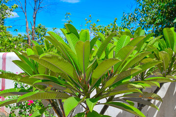 Champaka Flower Tree Green Leaves On Blue Sky Background.