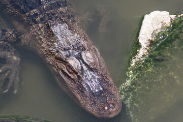 Alligator head in the water