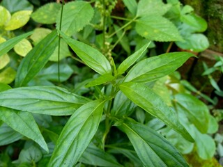 Close up green Andrographis paniculata (creat, sambiloto, green chireta) in the nature.  It is an annual herbaceous plant in the family Acanthaceae. Herbs medicine with bitter taste.