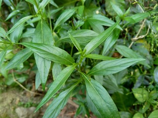 Close up green Andrographis paniculata (creat, sambiloto, green chireta) in the nature.  It is an annual herbaceous plant in the family Acanthaceae. Herbs medicine with bitter taste.