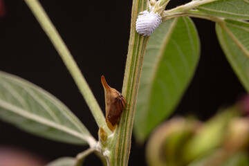 Closeup of low key still life of pigeon pea plant with white mealy bug and spiny brown bug on the...
