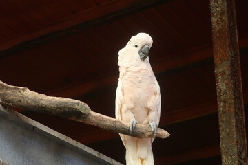 Large white cockatoo bird