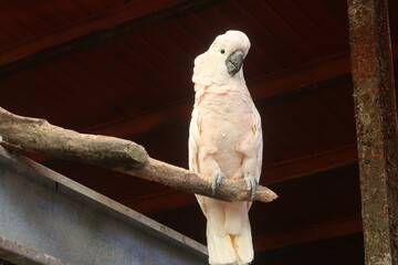 Large white cockatoo bird
