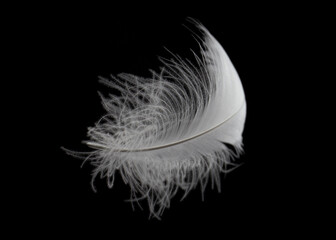 Light fluffy a white feather on black background.