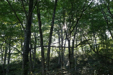 ブナの森　白神山地　夏休み　トレッキング　世界遺産