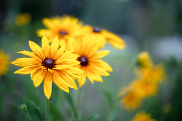black eyed Susan  in the garden