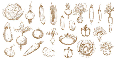 Vegetable vector sketches of farm veggies. Isolated food objects of carrots, tomato, peppers and onion, cabbage, radishes and garlic, corn, cauliflower, eggplant, potatoes and celery, kohlrabi, beets
