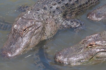 Giant alligator waiting in the water