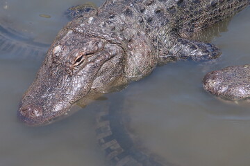 Giant alligator waiting in the water