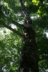 Fototapeta premium ブナの森 白神山地 見上げる 葉 森 木々