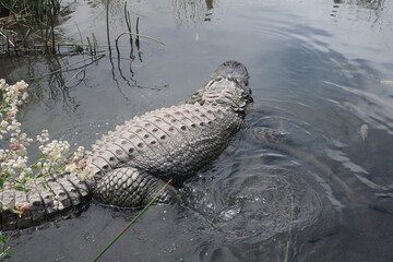 Giant alligator waiting in the water
