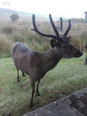Obraz premium deer in the woods