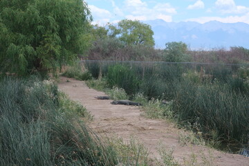 Alligators on a dirt path