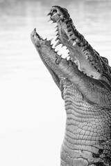 Jumping crocodile on the Adelaide River. Wak Wak, Northern Territory, Australia.