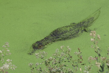 Alligator blending in to algae
