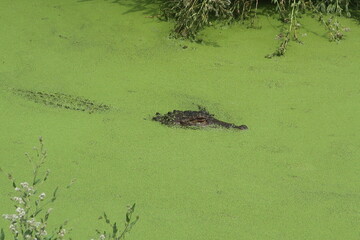 Alligator blending in to algae
