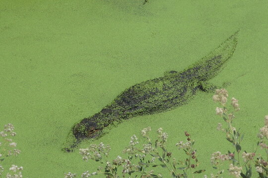 Alligator blending in to algae