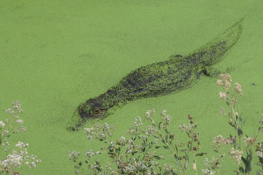 Alligator blending in to algae