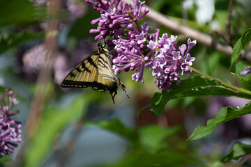 butterfly on lila flower