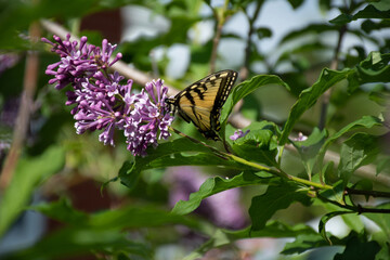 butterfly on lila flower