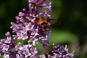 Flying moth on a lila flower