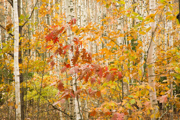 Forest of birch trees showing autumn colors, Acadia National Park, Maine.