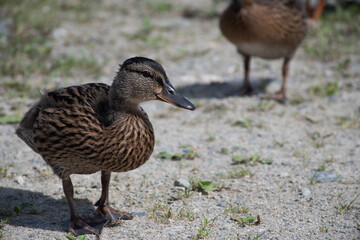 wild duck walking on ground