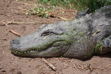 Resting alligator profile