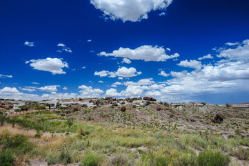 Petrified Forest