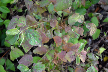Bundle of Green and Purple Leaves