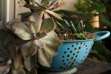 Gardening and decoration. Pot made of a colander, with a succulent plant, Graptopetalum...