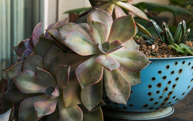 Succulent plants. Closeup view of a Graptopetalum paraguayense, also known as Ghost plant planted...