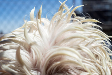 white dog hair in the sun