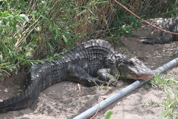 Alligator with a bent spine
