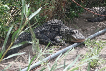 Alligator with a bent spine