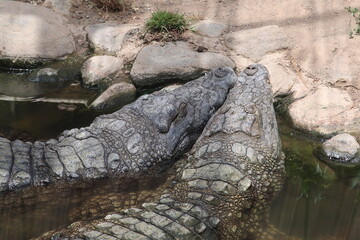 Two alligators resting their heads