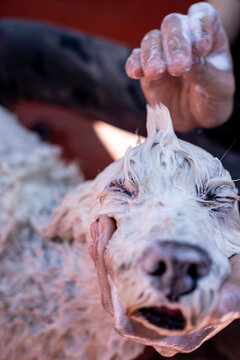 Mohican Hairstyle In Soaped Dog