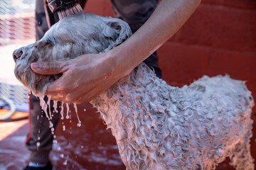girl wetting dog's muzzle with sprinkler