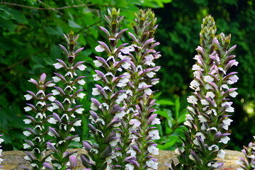 The upright white and purple flowers of Bear's Breeches 'Morning's Candle' © Khairil