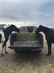 Two horses eating hay out of the bed of a pickup truck © Kella