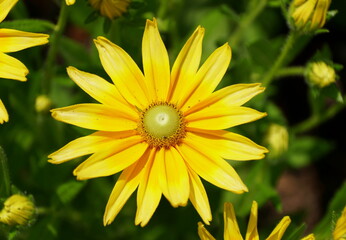 Beautiful Gloriosa Daisy 'Prairie Sun' flower at full bloom